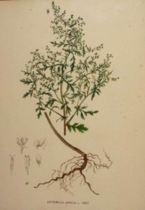 ARTEMISINA